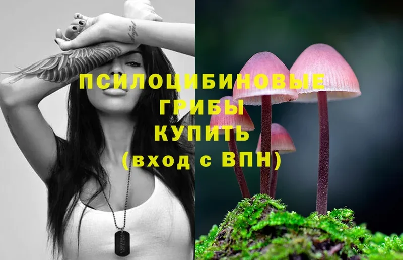 Галлюциногенные грибы Psilocybe  цены   Зубцов 